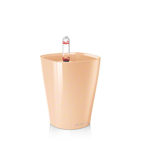 Apricot